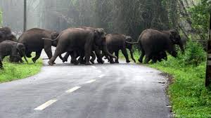 Coorg Package Rs.5999/-